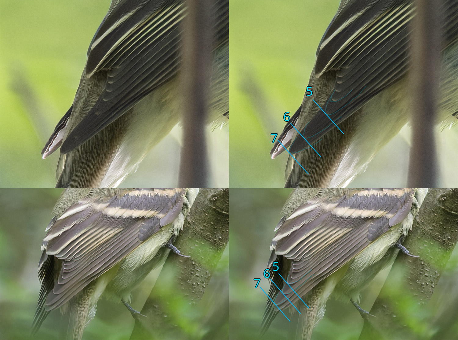 A comparison of the primaries of a YBFL and an ACFL. p5-7 are highlighted to show difference in ratios of primary tip spacings.