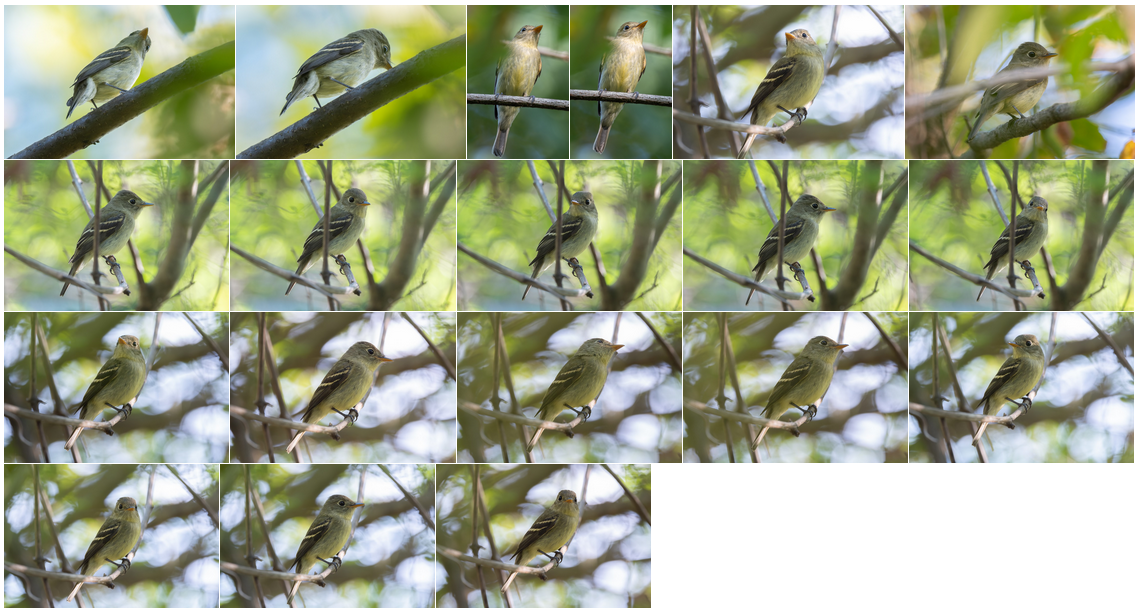 a gallery of photos of the mystery empid