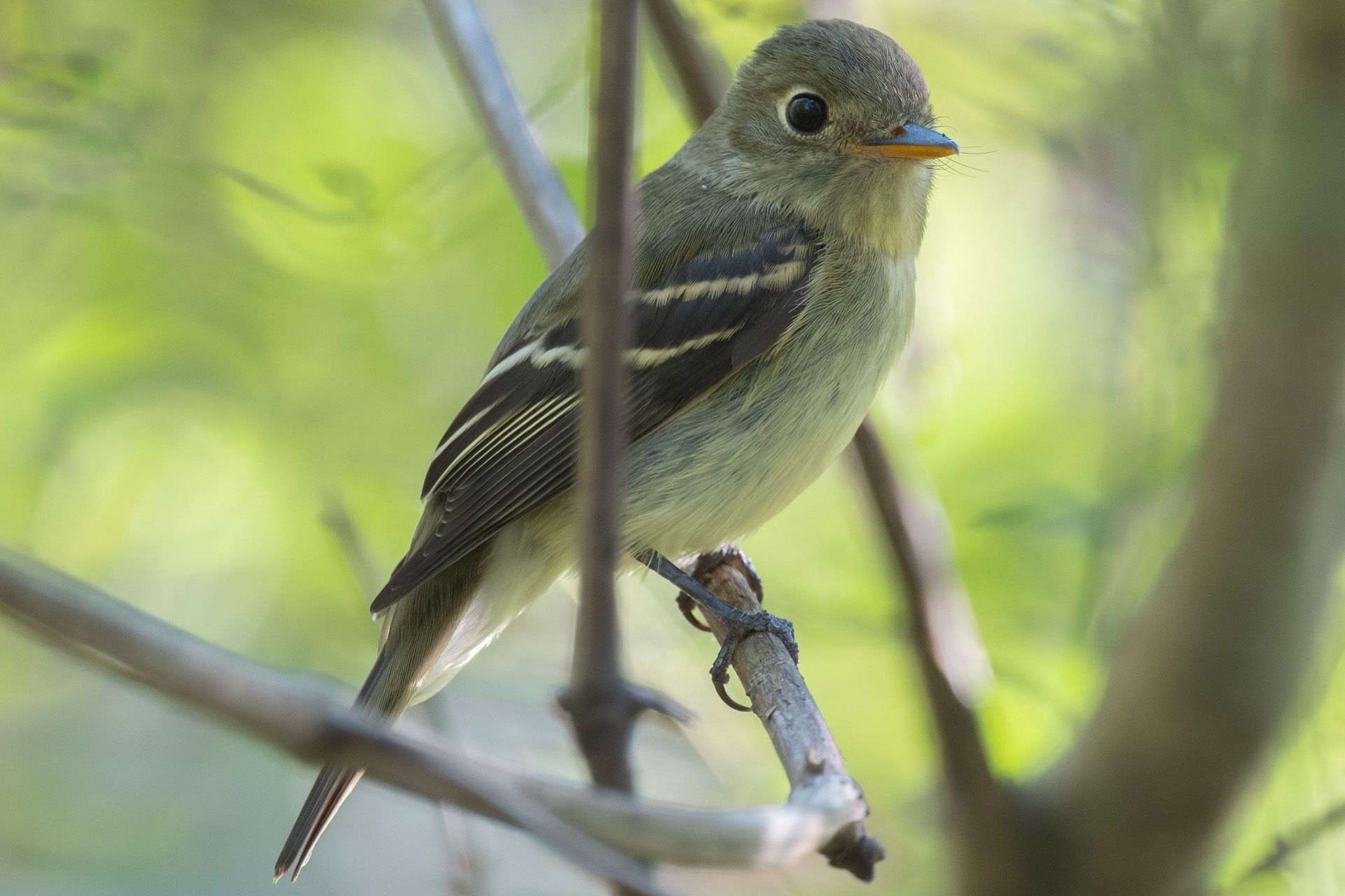 picture of a yellow-bellied flycatcher perched atop a branch. its wings are readily visible
