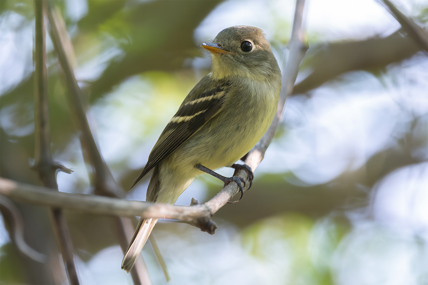 Picture of a Yellow-Bellied Flycatcher perched on a branch in undergrowth.
