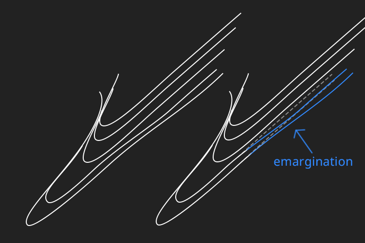 drawing of a bird's primary feathers, highlighting emargination