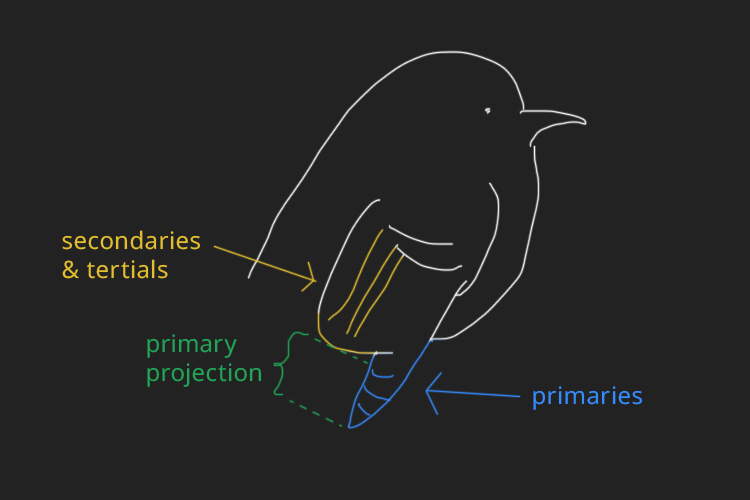 drawing of a bird in profile. its folded wings are highlighted to show primary projection 